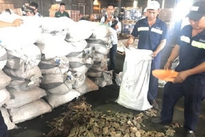 Kết luận giám định lô hàng gần 3,8 tấn vảy tê tê trong 2 container cập cảng Cát Lái