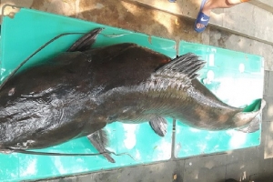 Bắt được cá lăng khủng dài 2 mét, nặng 100kg tại Sơn La