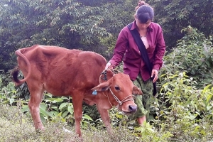 Cần làm rõ việc "Bê dự án" mang dịch bệnh lạ về làng?
