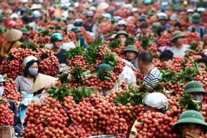 Bắc giang tìm đầu ra cho vải thiều