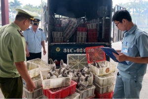 Phát hiện 1.126 con chim bồ câu nguồn gốc Trung Quốc được ‘tuồn’ vào Việt Nam