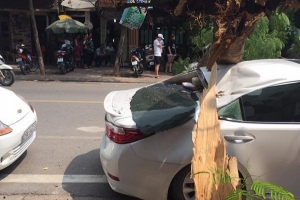 Hà Nội: Cây Phượng lớn bất ngờ đổ đè nát xế hộp đắt tiền