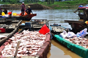 Lãnh đạo tỉnh Đồng Nai: Hơn 1.500 tấn cá bè chết trên sông La Ngà do thiên tai