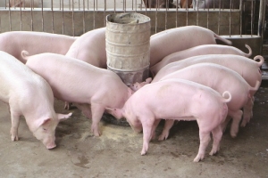 Bộ NN&PTNT khuyến cáo người dân không nên tăng đàn heo ồ ạt