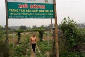 Mô hình trồng rau hữu cơ – hướng đi mới cho người nông dân Hòa Bình