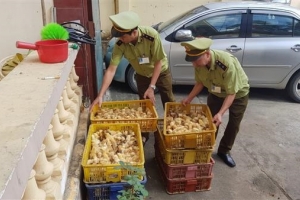 Lạng Sơn: Bắt giữ 1.200 con gà giống không có giấy kiểm dịch vệ sinh thú y
