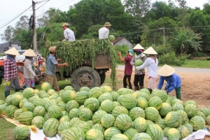 Thị trường nông sản cuối tuần qua: Giá lúa mỳ giao kỳ hạn tăng mạnh