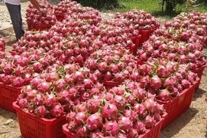 Bình Thuận: Một cơ sở thu mua thanh long bị đề nghị phạt 55 triệu đồng