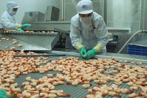Xuất khẩu tôm nấu chín sang Úc thêm nhiều điều kiện mới