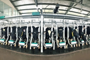 Vinamilk tiên phong sản xuất sữa A2 tại Việt Nam