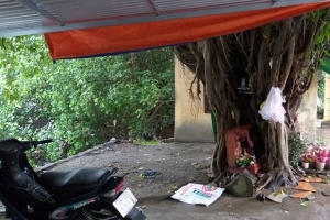 TT Huế: Phát hiện thi thể người phụ nữ dưới gốc cây bồ đề