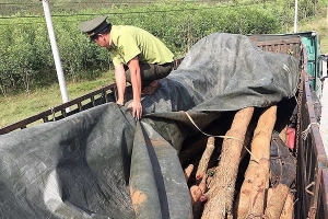 Gia Lai: Tạm giữ phương tiện và hơn 30 cây giáng hương không rõ nguồn gốc
