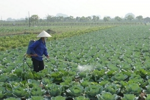 Ngộ độc thực phẩm, bệnh hiểm nghèo tăng do lạm dụng thuốc bảo vệ thực vật