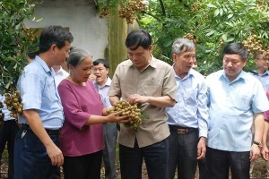 Hưng Yên: Bác bỏ thông tin nhãn nhúng lưu huỳnh