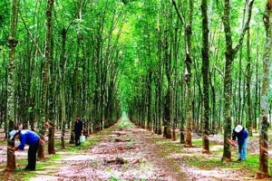 Nông nghiệp Hoàng Anh Gia Lai (HNG) chốt danh sách cổ đông