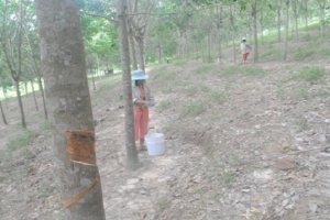 Người dân lâm vào cảnh khó khăn vì giá mủ cao su giảm mạnh