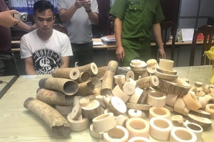 Hà Nội: Bắt giữ 2 đối tượng tàng trữ 179 kg ngà voi