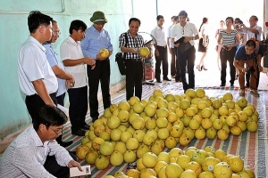 Xây dựng, đăng ký chỉ dẫn địa lý cho sản phẩm