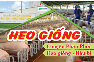 Sagrifood – Nơi cung cấp heo giống uy tín