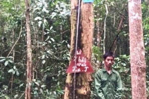 Kon Tum: Tạm giữ 3 đối tượng vào rừng đặc dụng cưa gỗ trắc