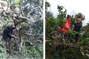 Bảo hộ chỉ dẫn địa lý “Hà Giang” cho sản phẩm chè Shan tuyết