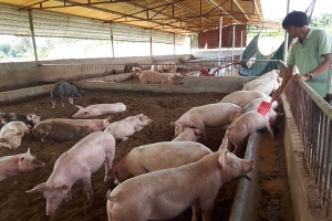 Có nên mở rộng tái đàn chăn nuôi lợn trong giai đoạn này?
