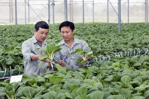 Chính sách khuyến khích phát triển nông nghiệp hữu cơ
