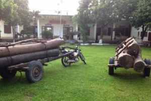Nghệ An: Dùng xe kéo thô sơ vận chuyển gỗ trái phép