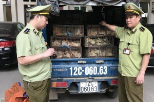 Lạng Sơn: Thu giữ, buộc tiêu huỷ gần 1.000 con gia cầm giống nhập lậu