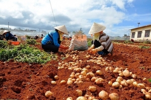 Đà Lạt - Lâm Đồng: Công khai 17 cơ sở kinh doanh nông sản Trung Quốc
