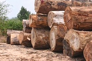 Kon Tum: Điều tra việc gần 90 mét khối gỗ bị mang ra khỏi rừng