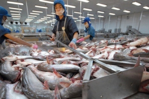 Cục kiểm tra An toàn Thực phẩm Hoa Kỳ công nhận hệ thống kiểm tra cá da trơn của Việt Nam