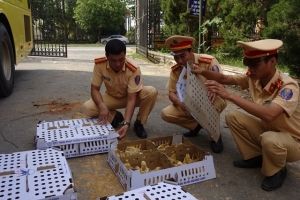 Nghệ An: Hơn 4.800 gà con không rõ nguồn gốc trên xe khách