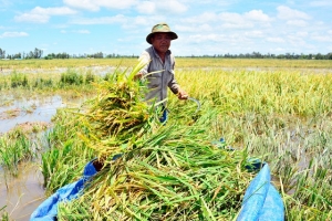 Lũ về sớm, Kiên Giang dốc toàn lực cứu lúa