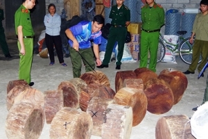 Hà Giang: Mật phục thu giữ 20 cục gỗ Nghiến trái phép