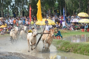 Tập đoàn Tân hiệp phát tài trợ Hội đua bò Bảy Núi lần thứ 25 tại An Giang