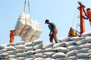 NHNN yêu cầu các tổ chức tín dụng cân đối vốn cho vay xuất khẩu gạo