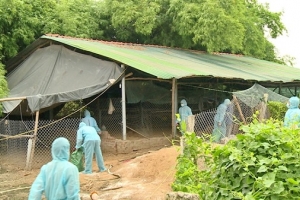 Phú Yên: Xuất hiện ổ dịch cúm gia cầm H5N6