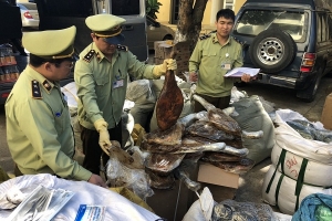 Thu giữ 100 kg chân giò lợn nhập lậu không đảm bảo vệ sinh ATTP tại Lạng Sơn