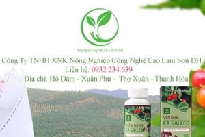 Nữ Doanh nhân Ngô Thị Hằng và mô hình cà gai leo công nghệ cao