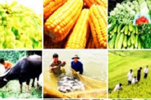 Sơ kết 5 năm Đề án tái cơ cấu ngành nông nghiệp