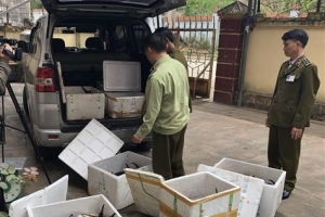 Lạng Sơn: Bắt giữ một ô tô đang vận chuyển 405 kg cá tầm nhập lậu