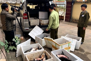Lạng Sơn: Bắt giữ trên 400 kg cá tầm và nhiều mỹ phẩm nhập lâu