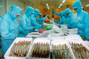 Xuất khẩu tôm sang thị trường EU, Hoa Kỳ có nhiều triển vọng