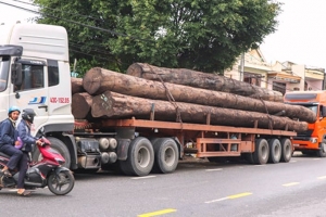 Trạm CSGT Thăng Bình (Quảng Nam): Bắt giữ 4 container chở hàng trăm tấn gỗ không rõ nguồn gốc