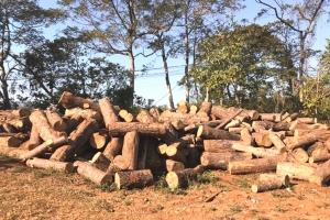 Đắk Nông: Chiếm đất rừng, hàng loạt cán bộ bị kỷ luật