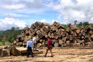 Kon Tum: Phát hiện gần 2.000 mét khối gỗ vi phạm