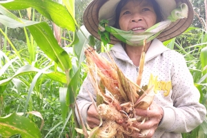Quảng Ngãi: Hàng trăm con khỉ “đỗ bộ” xuống núi tàn phá hoa màu của người dân
