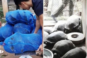 Quảng Bình: Phát hiện xe tải chở số lượng lớn động vật hoang dã