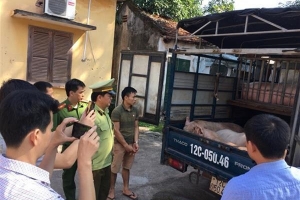 Lực lượng QLTT Lạng Sơn: Quyết liệt ngăn chặn buôn lậu lợn không rõ nguồn gốc